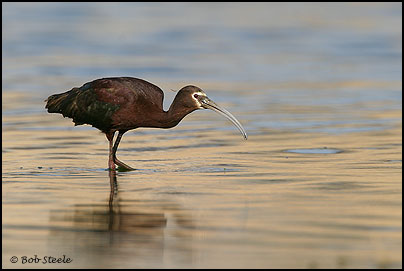 White-faced Ibis (Plegadis chihi)