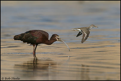 White-faced Ibis (Plegadis chihi)