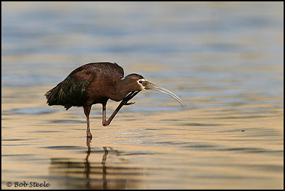 White-faced Ibis (Plegadis chihi)