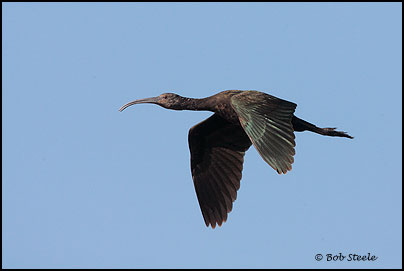 White-faced Ibis (Plegadis chihi)