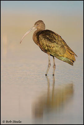 White-faced Ibis (Plegadis chihi)