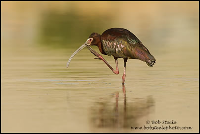 White-faced Ibis (Plegadis chihi)