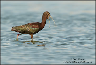 White-faced Ibis (Plegadis chihi)