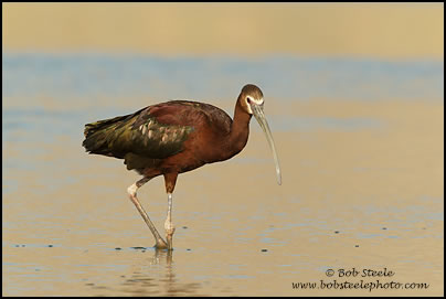 White-faced Ibis (Plegadis chihi)