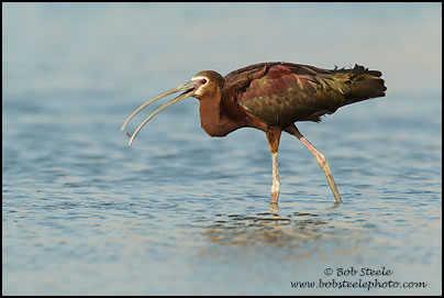 White-faced Ibis (Plegadis chihi)