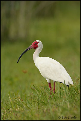 White Ibis (Eudocimus albus)