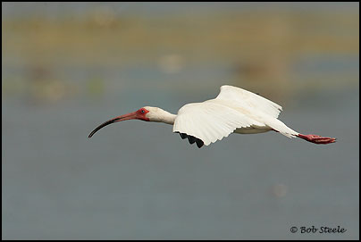 White Ibis (Eudocimus albus)