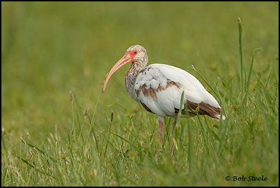 White Ibis (Eudocimus albus)