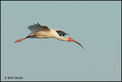 White Ibis (Eudocimus albus)