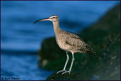 Whimbrel (Numenius phaeopus)