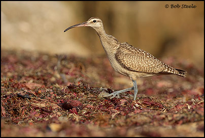Whimbrel (Numenius phaeopus)