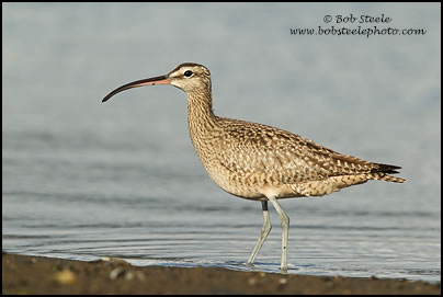 Whimbrel (Numenius phaeopus)