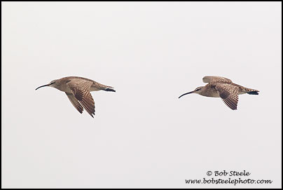 Whimbrel (Numenius phaeopus)