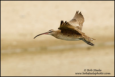 Whimbrel (Numenius phaeopus)