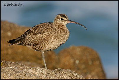 Whimbrel (Numenius phaeopus)