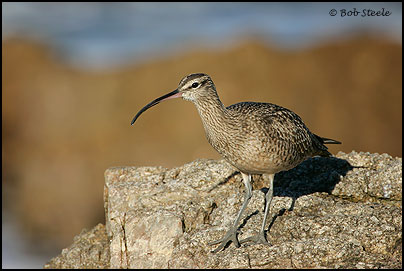 Whimbrel (Numenius phaeopus)