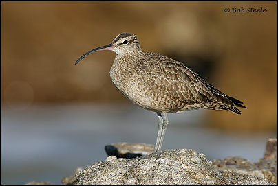 Whimbrel (Numenius phaeopus)