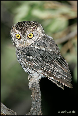 Whiskered Screech-Owl (Otus trichopsis)