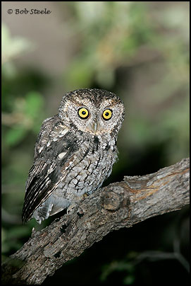 Whiskered Screech-Owl (Otus trichopsis)