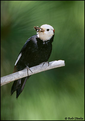White-headed Woodpecker (Picoides albolarvatus)