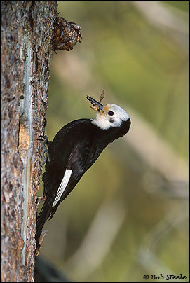 White-headed Woodpecker (Picoides albolarvatus)