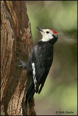 White-headed Woodpecker (Picoides albolarvatus)