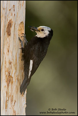 White-headed Woodpecker (Picoides albolarvatus)