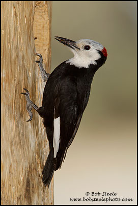 White-headed Woodpecker (Picoides albolarvatus)
