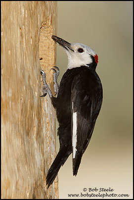 White-headed Woodpecker (Picoides albolarvatus)