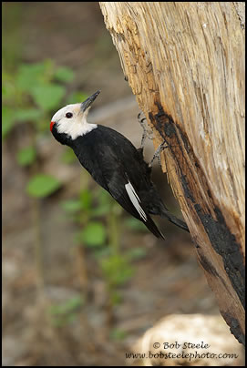 White-headed Woodpecker (Picoides albolarvatus)