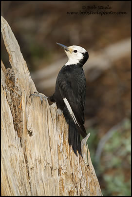 White-headed Woodpecker (Picoides albolarvatus)
