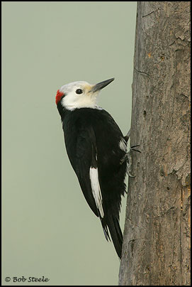 White-headed Woodpecker (Picoides albolarvatus)