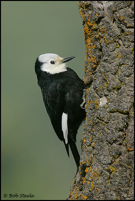 White-headed Woodpecker (Picoides albolarvatus)