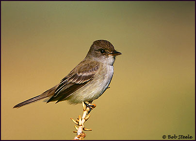 Willow Flycatcher (Empidonax traillii)