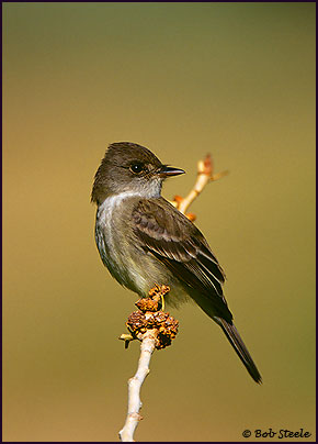 Willow Flycatcher (Empidonax traillii)