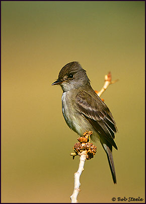 Willow Flycatcher (Empidonax traillii)