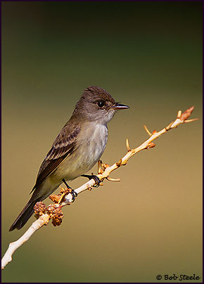 Willow Flycatcher (Empidonax traillii)