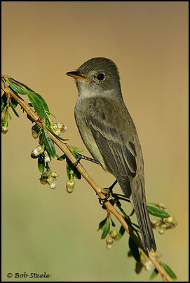 Willow Flycatcher (Empidonax traillii)