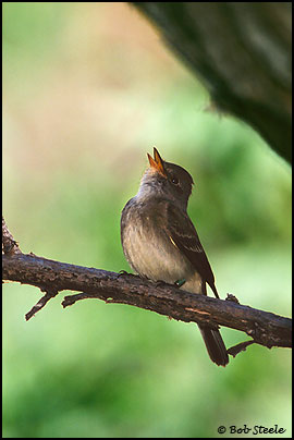 Southwestern Willow Flycatcher (Empidonax traillii extimus)