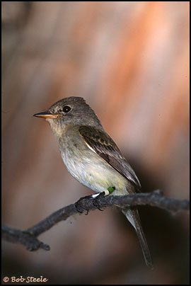 Southwestern Willow Flycatcher (Empidonax traillii extimus)