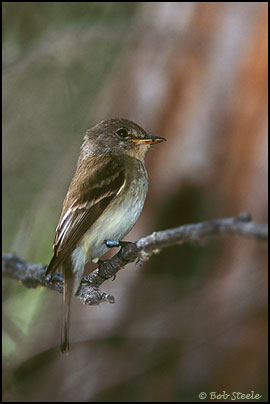 Southwestern Willow Flycatcher (Empidonax traillii extimus)