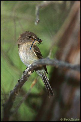 Southwestern Willow Flycatcher (Empidonax traillii extimus)