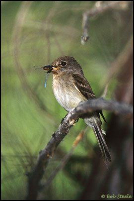 Southwestern Willow Flycatcher (Empidonax traillii extimus)