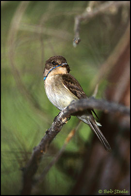 Southwestern Willow Flycatcher (Empidonax traillii extimus)