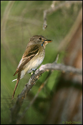 Southwestern Willow Flycatcher (Empidonax traillii extimus)