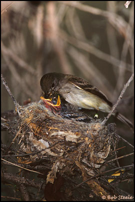 Southwestern Willow Flycatcher (Empidonax traillii extimus)