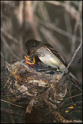 Southwestern Willow Flycatcher (Empidonax traillii extimus)