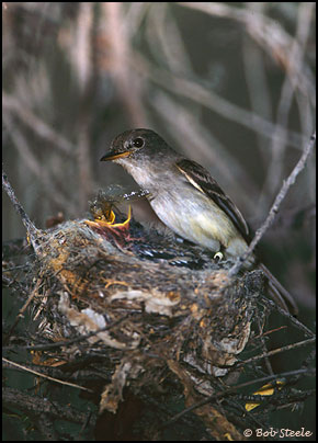 Southwestern Willow Flycatcher (Empidonax traillii extimus)