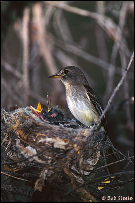 Southwestern Willow Flycatcher (Empidonax traillii extimus)