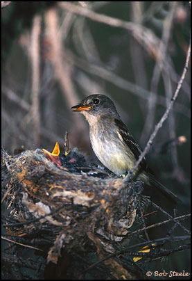 Southwestern Willow Flycatcher (Empidonax traillii extimus)
